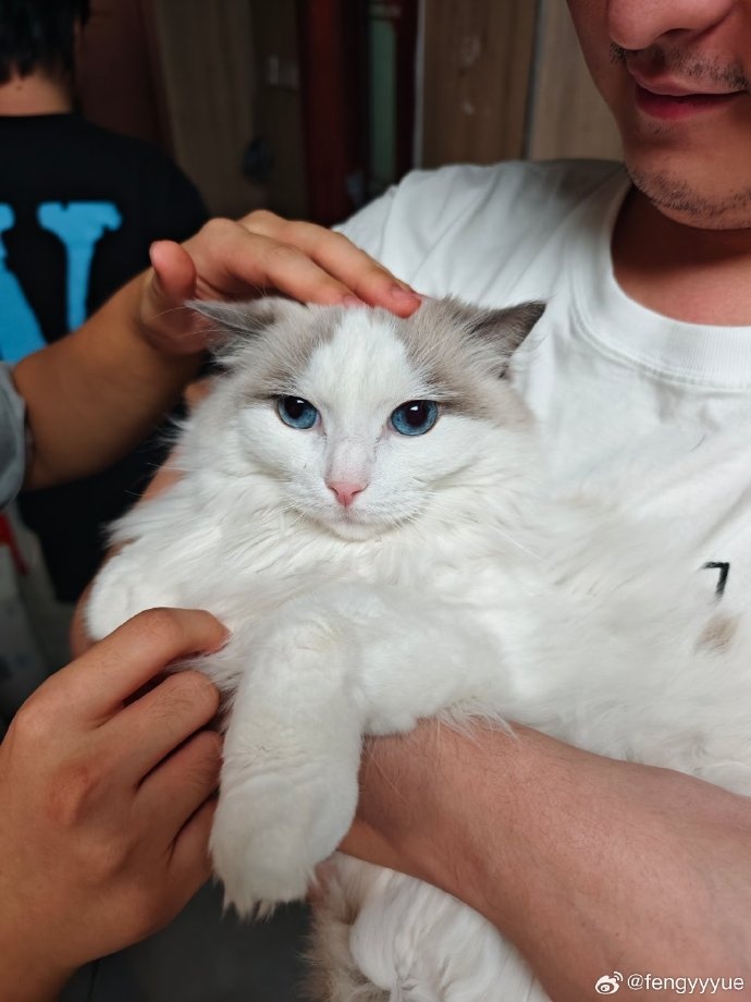 【蜗牛电竞】fengyue晒宠物猫照:给大家留下两张图片,我们骑士之路见!